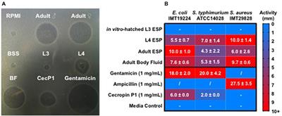 The Intestinal Roundworm Ascaris suum Releases Antimicrobial Factors Which Interfere With Bacterial Growth and Biofilm Formation